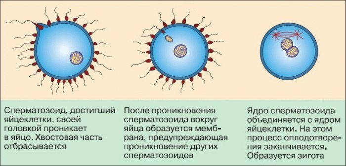 Стадии оплодотворения рисунок