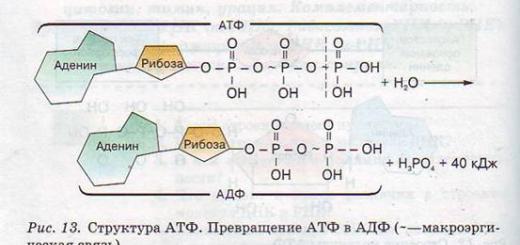 Organic compounds of the cell