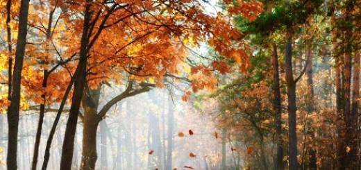 Zašto lišće pada s drveća u jesen?