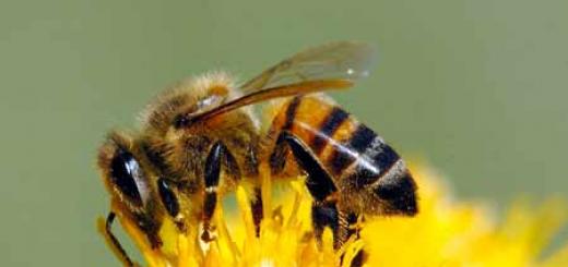 Мова спілкування бджіл
