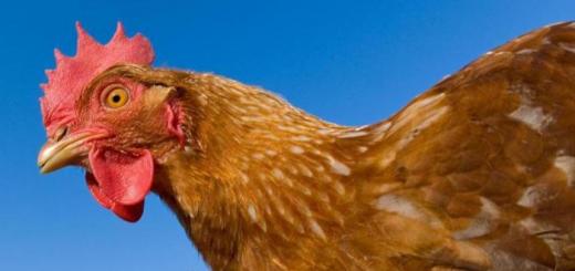 A chicken is smarter than a man - sensational research by scientists Are chickens so stupid